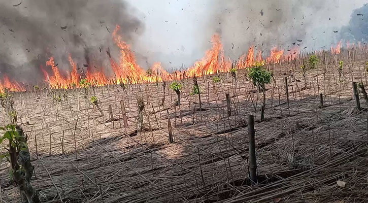 ঝিনাইদহে ভয়াবহ আগুনে পানের বরজ পুড়ে ছাই